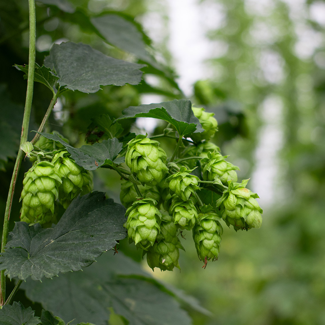 RSE-houblons-05